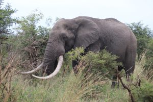 olifant in krugerwildtuin