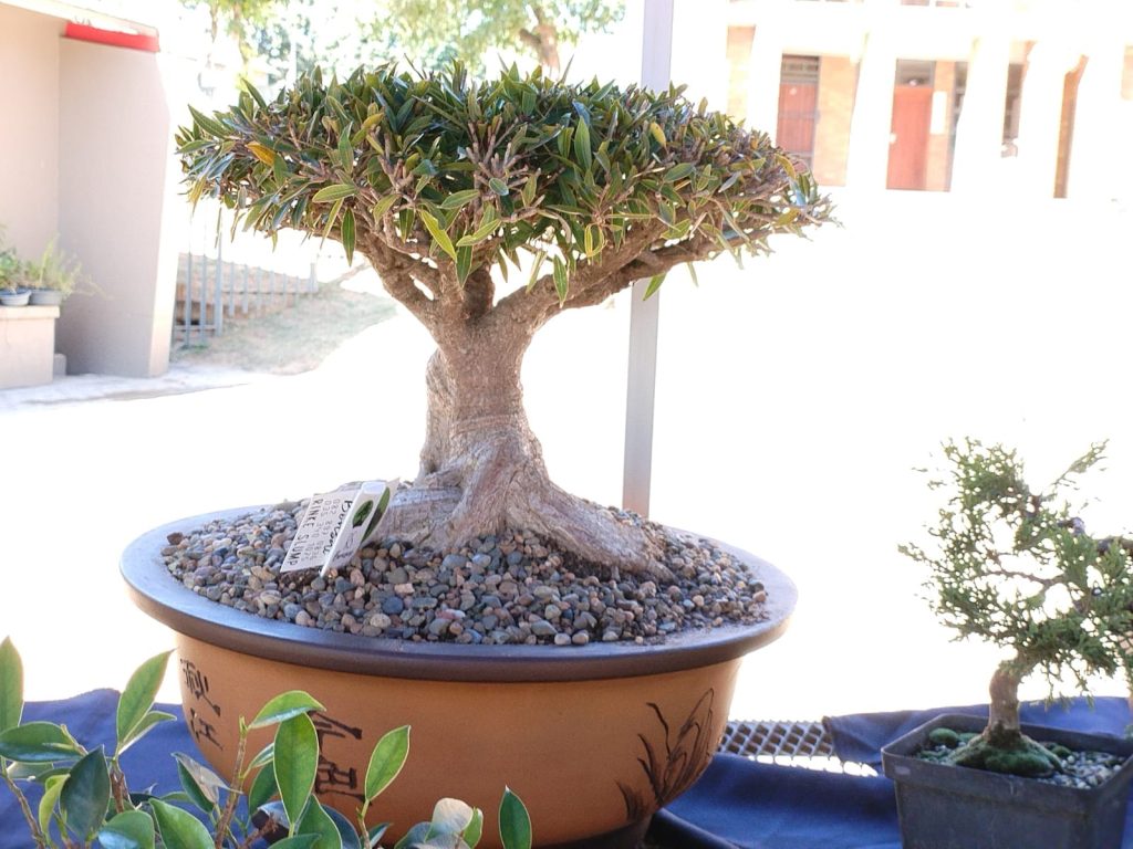 Nelspruit Bonsai